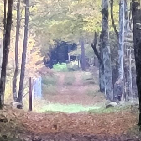 In Nature Białowieża Екстериор снимка