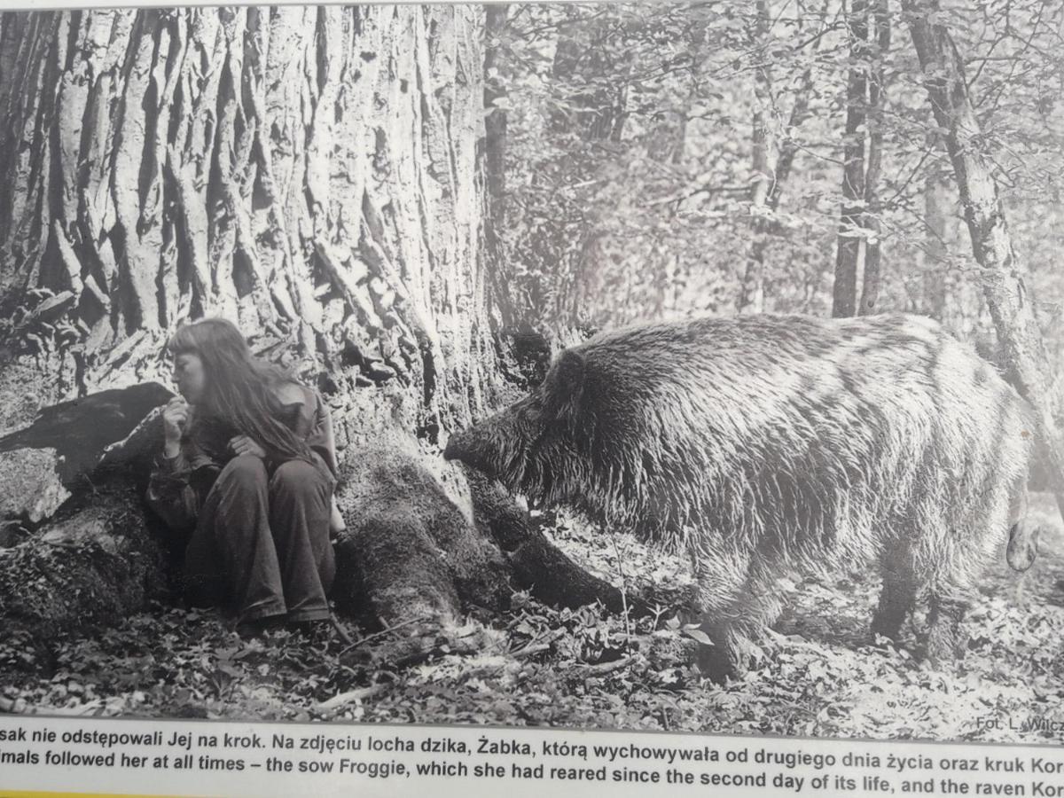 In Nature Białowieża Екстериор снимка