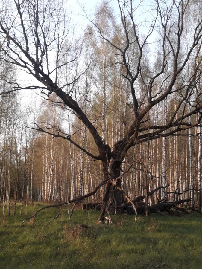 In Nature Białowieża Екстериор снимка