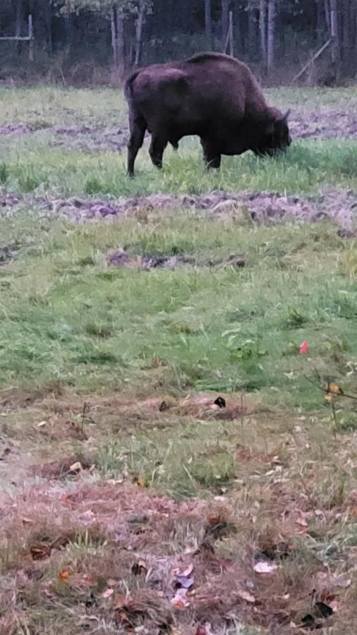 In Nature Białowieża Екстериор снимка