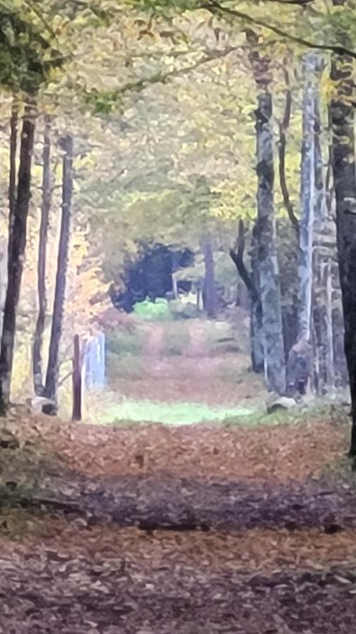 In Nature Białowieża Екстериор снимка
